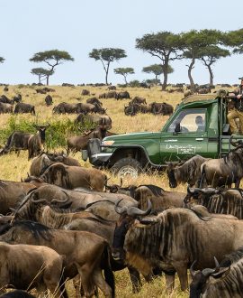 Wildebeest Migration Safaris