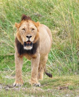 Ngorongoro Crater