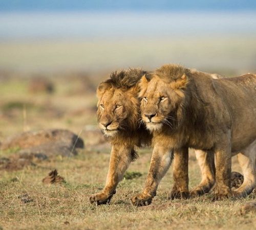 5 Day Kenya Big Five Safari