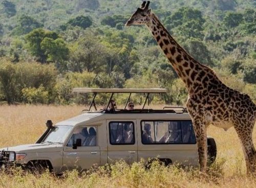 8 Days Lake Nakuru, Maasai Mara, Serengeti ,Ngorongoro & Amboseli Luxury Safari