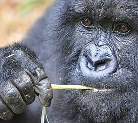 Gorilla Trekking Safaris
