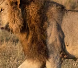 Masai Mara National Reserve