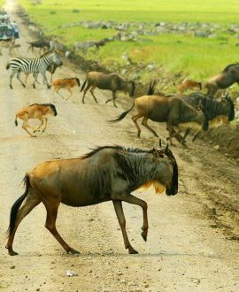 Calving Season Safaris
