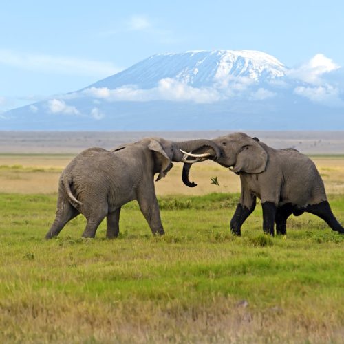 40-Day Gorilla & Chimpanzee Trekking and Great Migration Safari