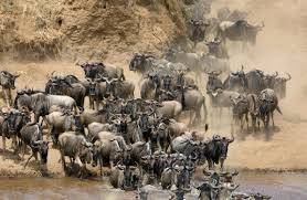 3-Day Wildebeest Migration Safari