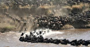 3-Day Wildebeest Migration Luxury Safari